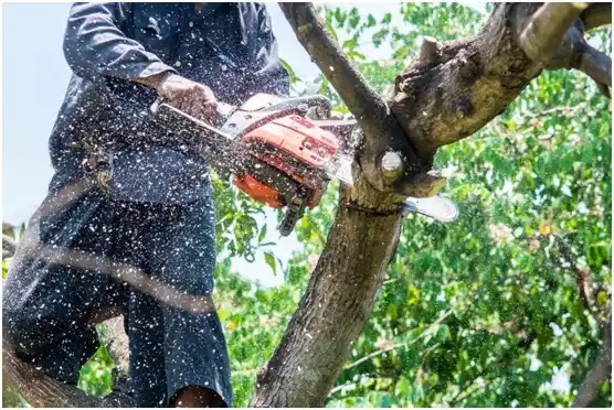 tree services Rocky Mountain